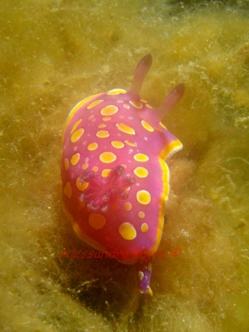 Chromodoris luteorosea (Rapp, 1827)